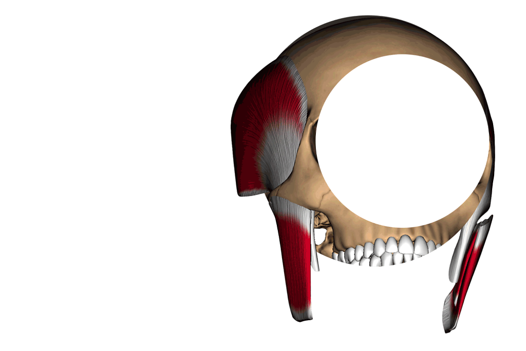 skull.png